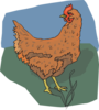 Brown Chicken Looking Back Clip Art